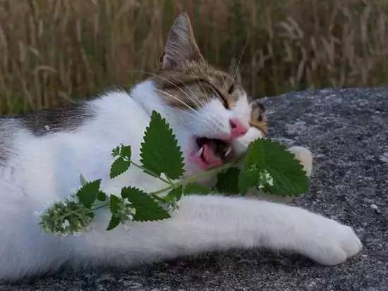 让喵主子欲罢不能的猫薄荷,原来长这样!