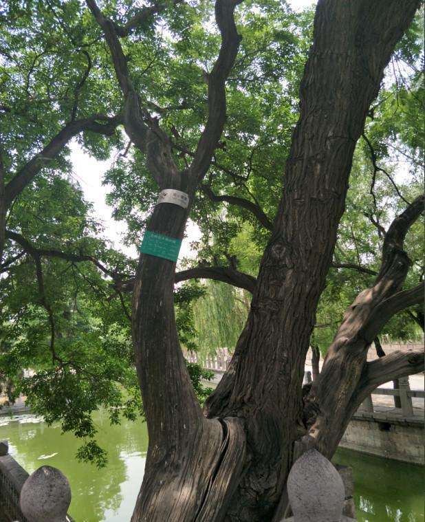 走近看,这棵参天的古柏粗干盘曲苍虬, 气势雄浑,中间的槐树则是苍翠