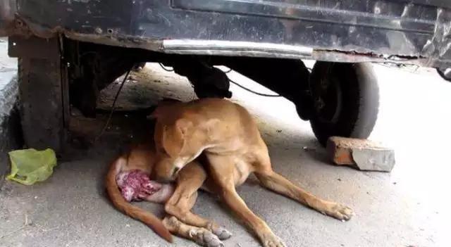 患有恶性肿瘤等死的流浪狗,救助后的样子让人欣慰