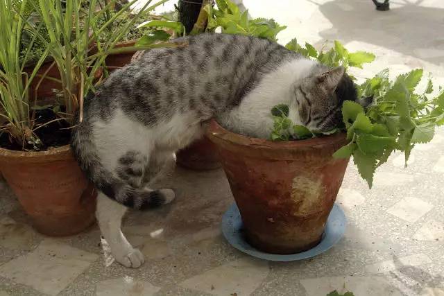 让喵主子欲罢不能的猫薄荷,原来长这样!