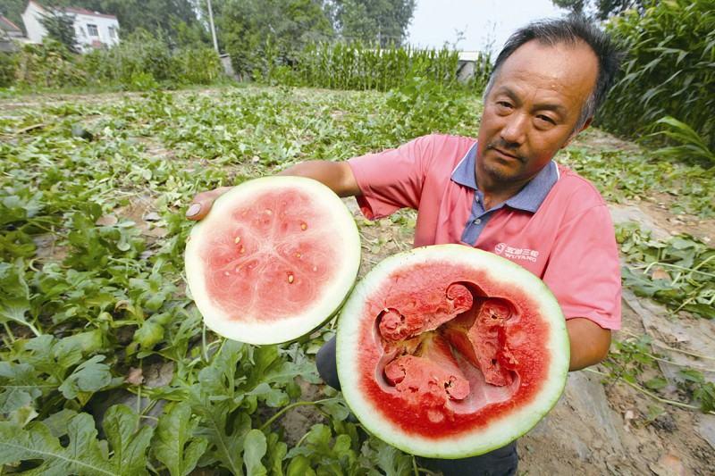 空心西瓜还能不能吃?资深瓜农来告诉你!