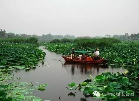 快来洪泽湖湿地钓龙虾,体验张牙舞爪的美味吧