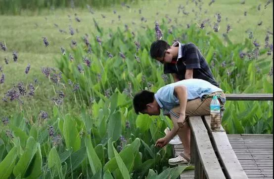 快来洪泽湖湿地钓龙虾,体验张牙舞爪的美味吧