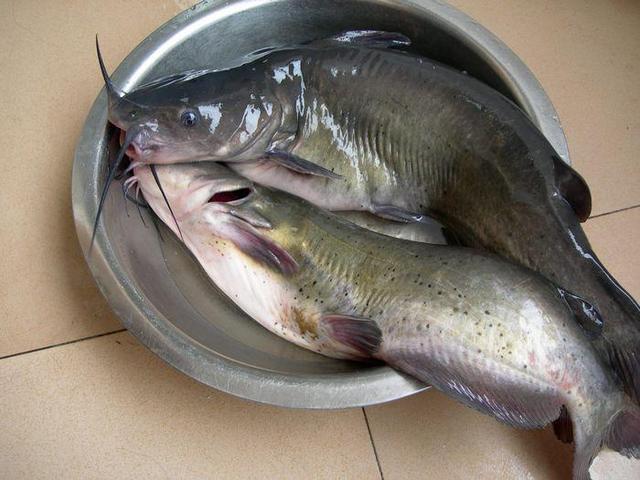 难以钓获的稀有鱼种,被誉为长江三鲜之一的鮰鱼