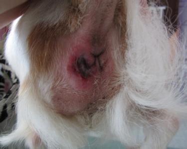 肛门腺发炎:狗狗的肛门腺味道很重,一般应该每个月给他清理一次,如果