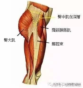 它们是肌肉,更是人体中仅次于股四头肌外最大的肌肉!