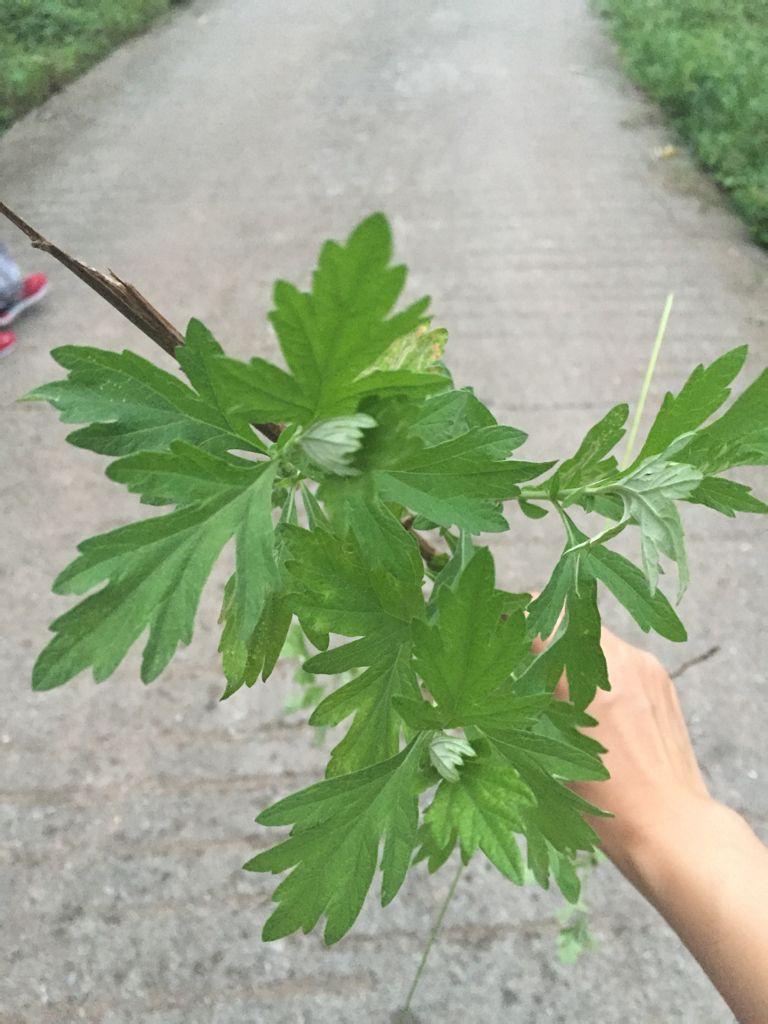 艾叶草灸,颈肩腰腿痛指日可待.