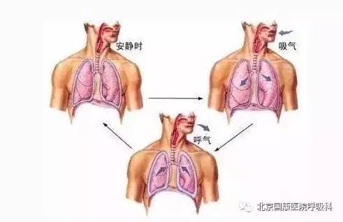 您好这有一份呼吸系统全解等您签收