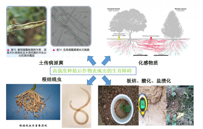 什么是连作障碍又有哪些危害