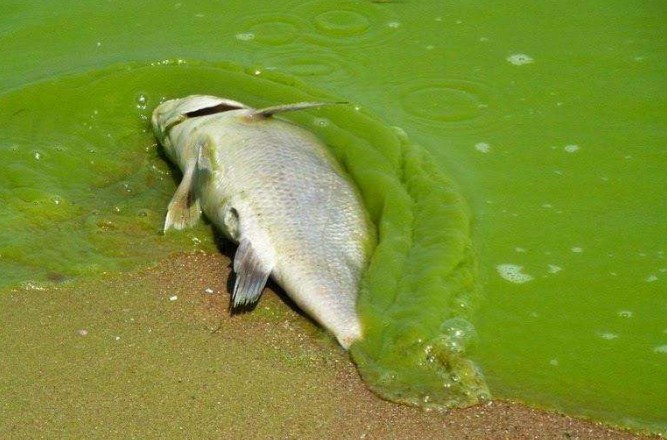中文释义:湖泊富营养化程度加剧,蓝藻水华频繁暴发是太湖主要的水污染