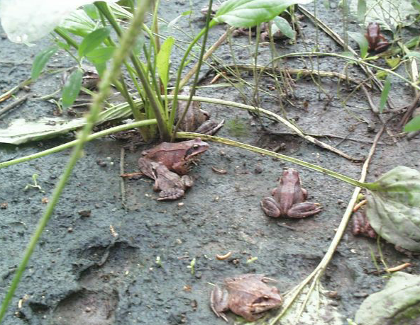 "现在林蛙养殖基本上是供不用求,在青岛也有许多林蛙养殖基地.