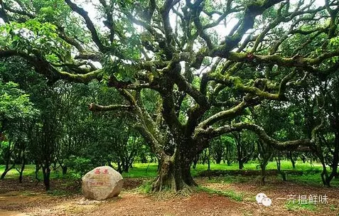 顺着这条线路,吃遍广东百年古树荔枝