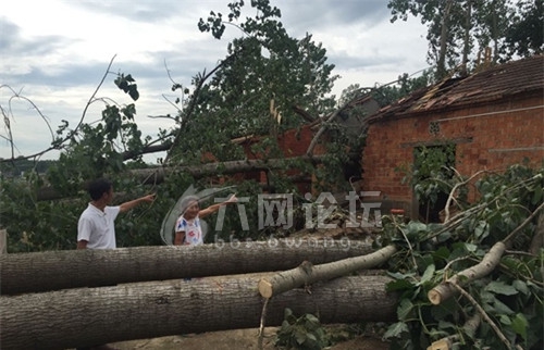 六安市单王乡受灾严重 因遭雷雨大风袭击