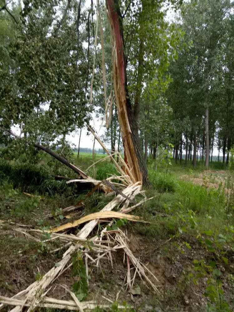 周口太康县一米多粗杨树被雷劈成碎片