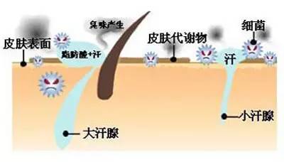 当气温或体温升高时,人体通过这些汗腺蒸发出来的水分就是汗液.