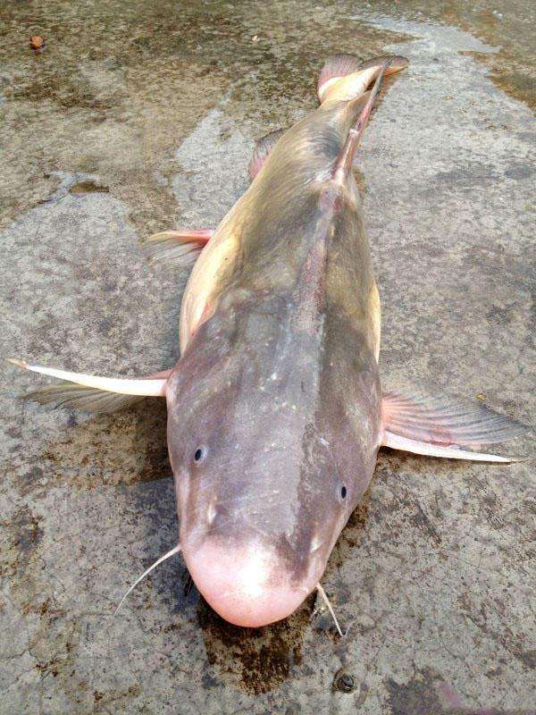 难以钓获的特有鱼种, 被誉为长江三鲜之一的鮰鱼