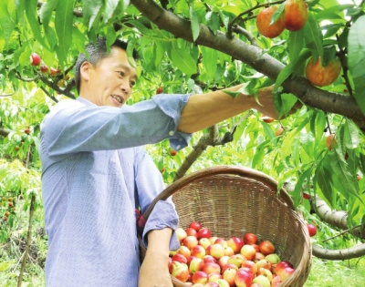 内乡赤眉油桃沟的"生意经"