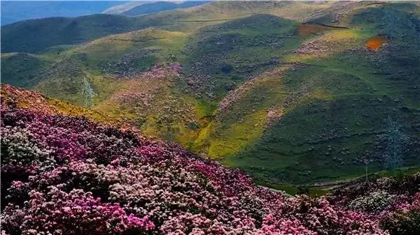 【万峰林】是一片长两百多公里的山峰森林,由近两万座奇峰翠峦组成,是