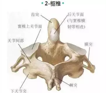 注意 寰椎下关节凹和枢椎上关节突构成了寰枢关节.