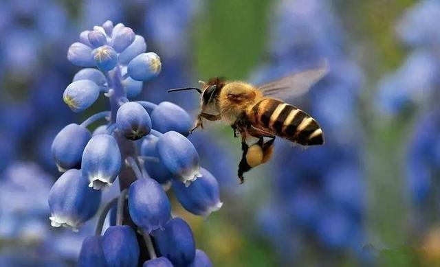 蜂什么突成语_蜂子图片大全叫什么蜂(3)