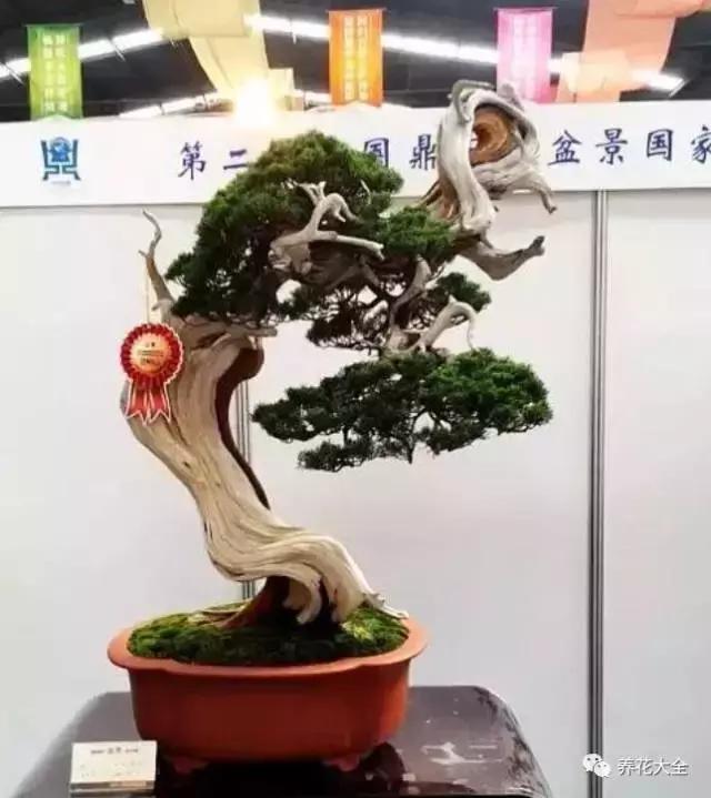 黄山松 高119cm 唐苑藏品 部分资料来源于:盆景微世界 有没有你