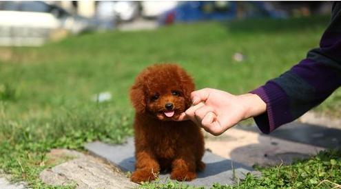 泰迪犬五项技能训练,一般都做不到第四项