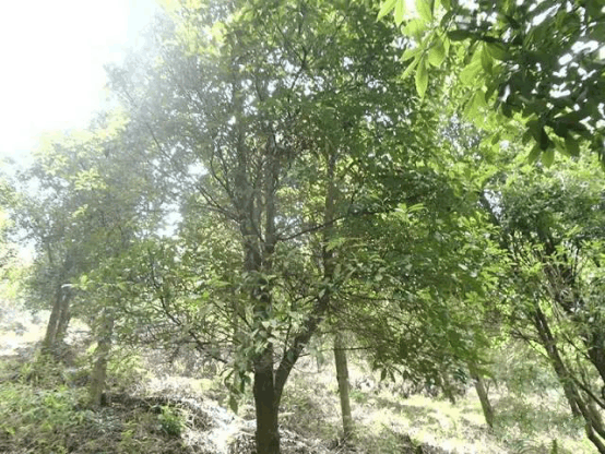 八角收获季节已到来广西雨水偏多影响采摘