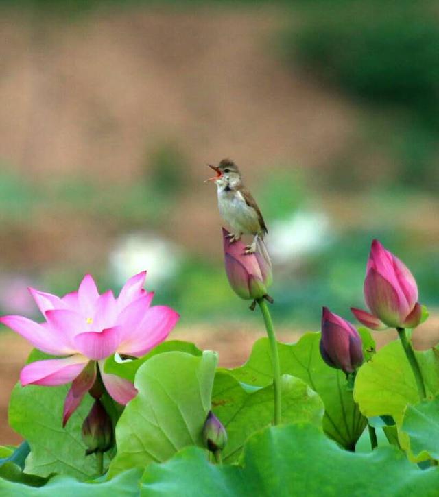 人间仙境——那一池荷花清芳