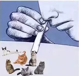 为什么不吸猫