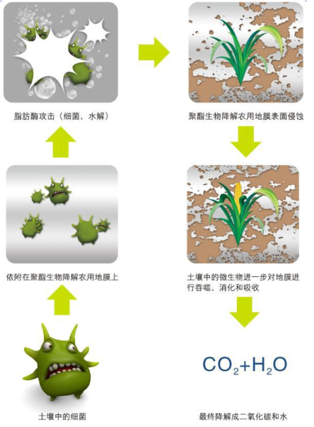 资料来源:公开资料整理完全生物降解地膜是由能被微生物完全分解的