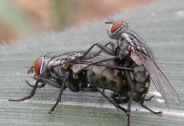 苍蝇是完全变态的昆虫,一对苍蝇后代共约1.9亿只
