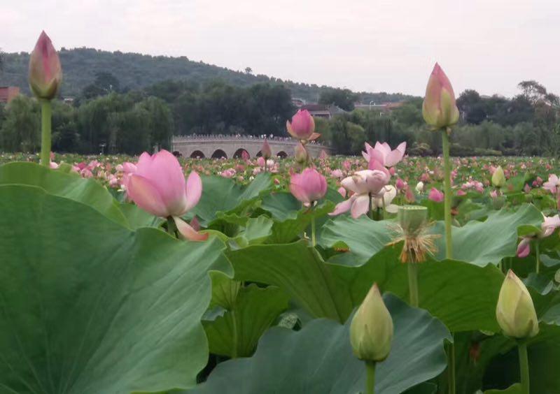 高州荷花总人口有多少_高州大井镇有多少个村(2)