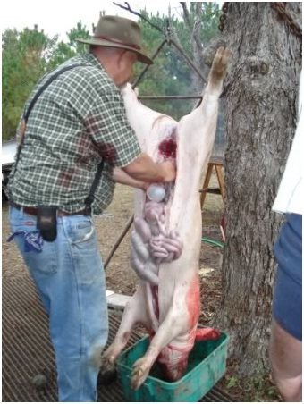 美国农村杀猪的全过程,和中国的区别还是蛮大的