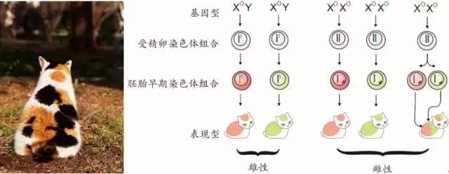 三色猫背后的生物学机制表观遗传学