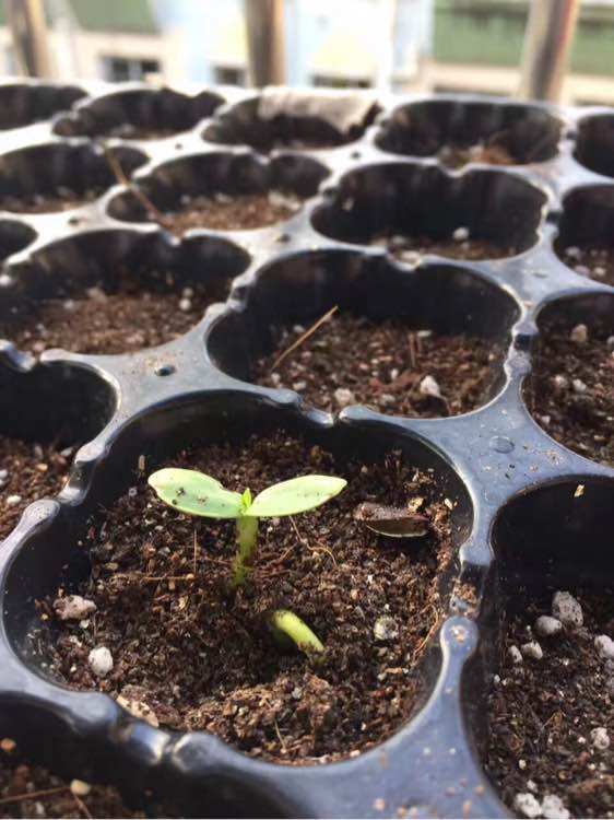 今天阿管来教你,一起来看一下盆栽向日葵的养护方法: 方法一:小苗种植