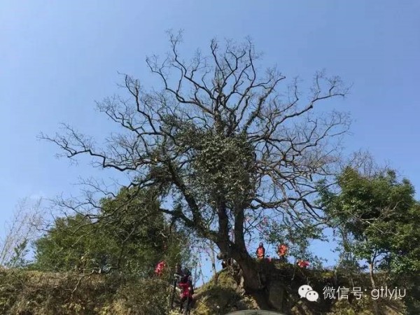 鹤塘镇人口_古田县鹤塘镇西洋中学