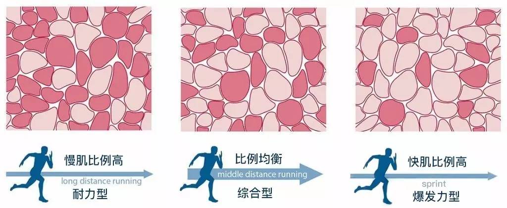 而通过抗阻训练,增加肌肉的维度                    快肌纤维"的增长