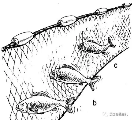 刺网是渔民事先在鱼群丰富地设置好的固定围栏,而捕捞它们最方便,效率