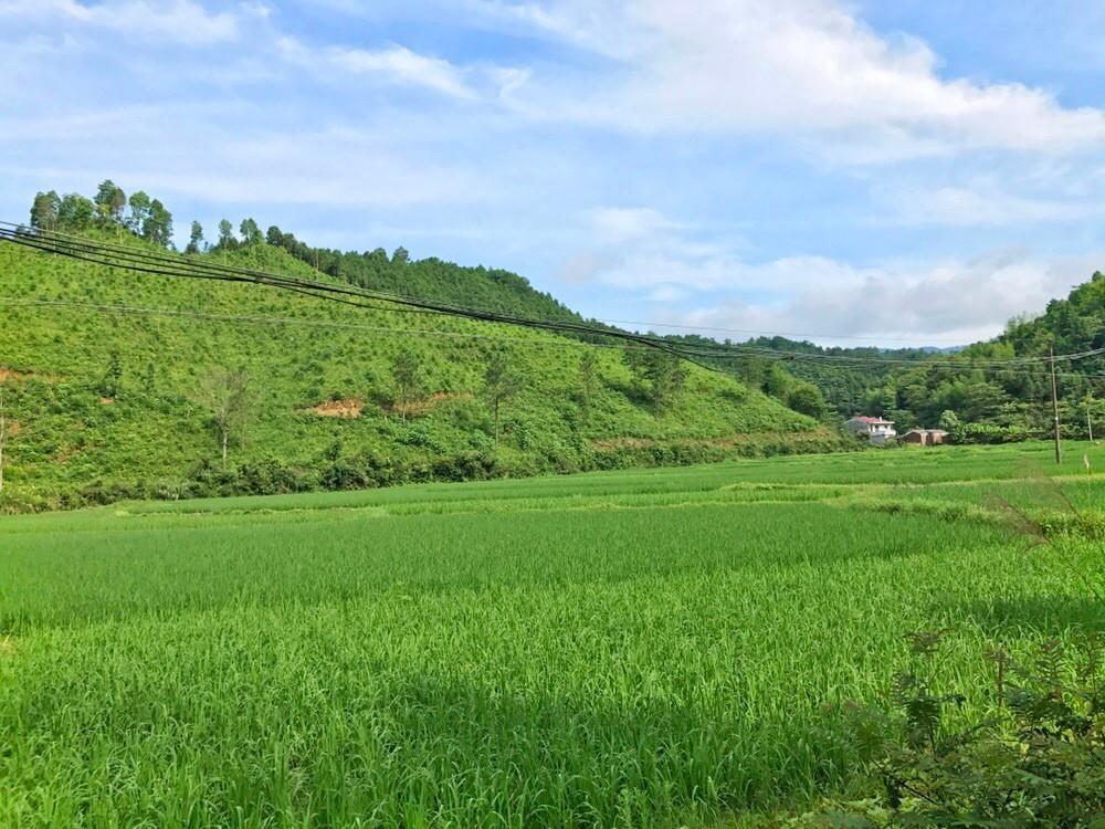 泰美山谷寻觅27°n小黄姜,拥抱山地农村文化