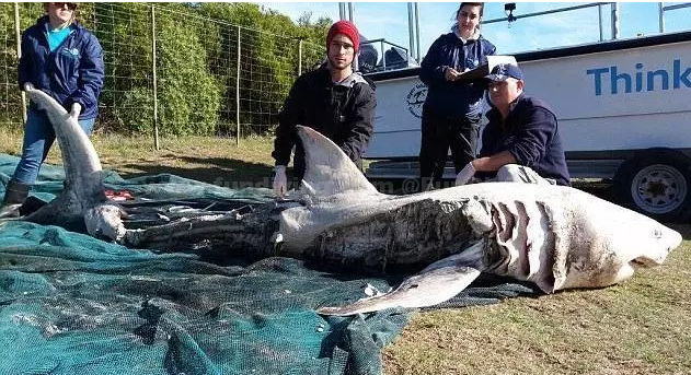 大白鲨遭猎杀后被冲上岸边,肝脏消失凶手竟是虎鲸