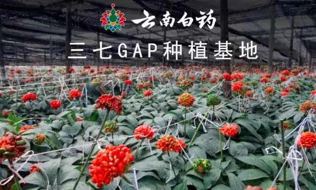 种植基地/而云南白药文山gap种植示范基地在这三个方面则有着严格的