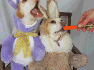 两只狗狗被恶搞成兔子不说,还强行被喂胡萝卜好惨