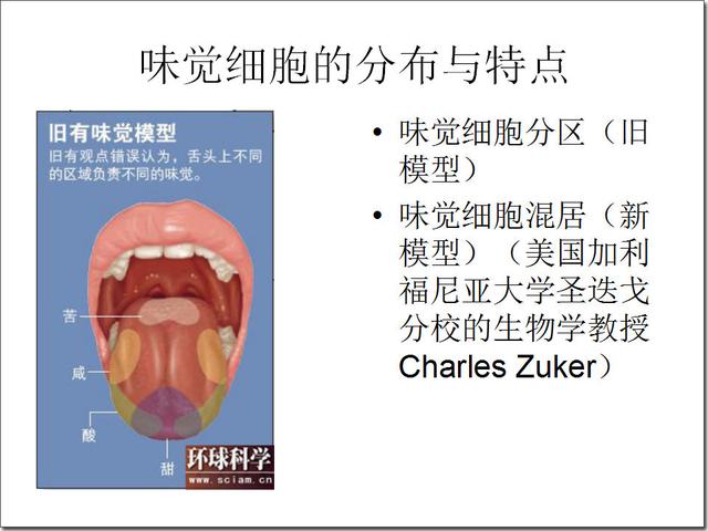 舌尖上的味蕾(taste bud)