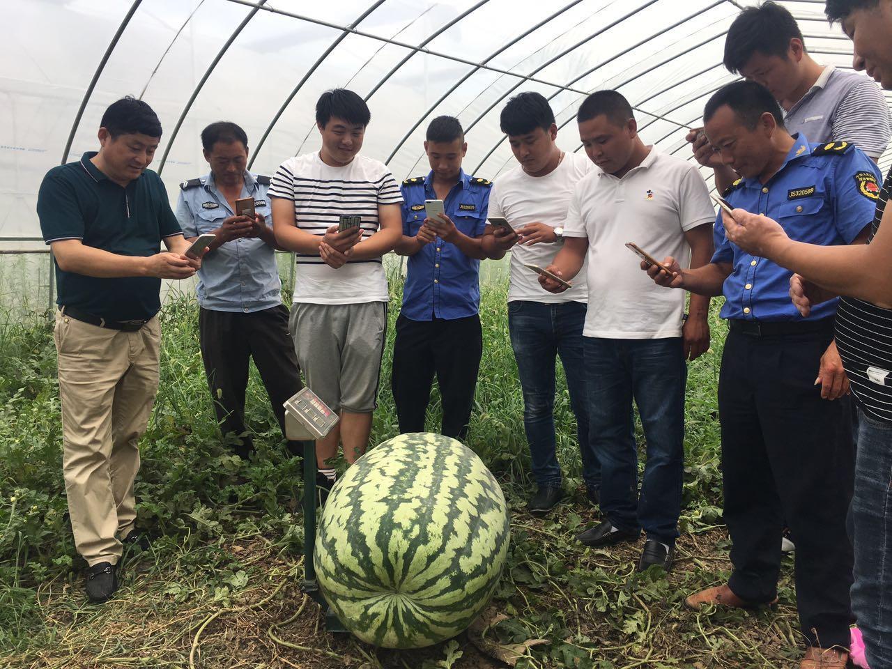 他种植西瓜已经10多年了,2013年开始在基地培育大西瓜,当年最重长到