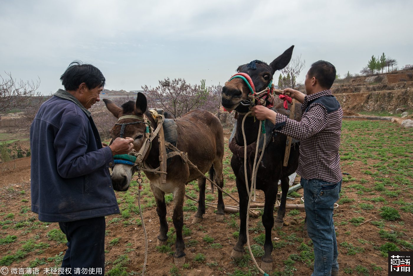 男子用骡子耕地几十年月入过万