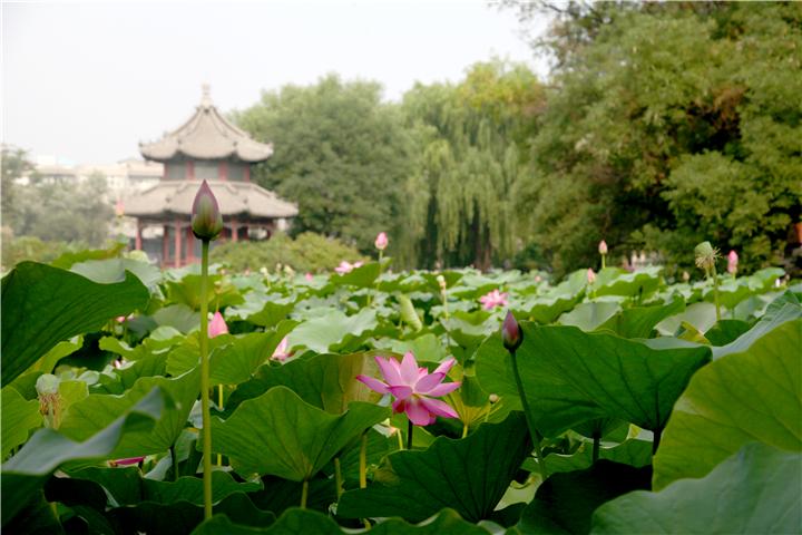 古莲花池:夏日炎炎 我愿为莲