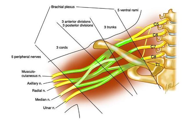 臂丛神经解剖及临床应用