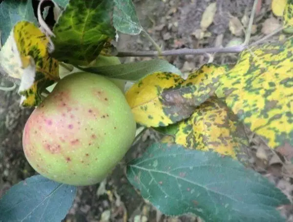 炭疽病主要是由一种真菌引起的果实病害,也是苹果种植生产中的重要