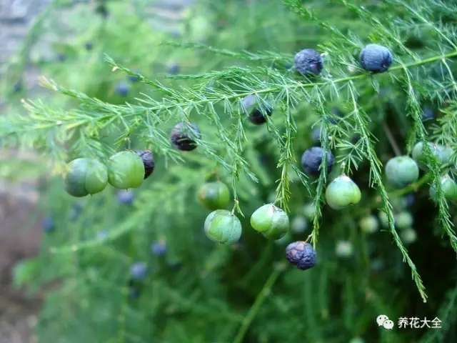 这颗已经结果的文竹是地栽的,而且种植的地方很潮湿.