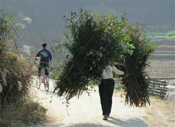 儿时趣事"砍柴",那时没电,烧水,煮饭全靠柴火